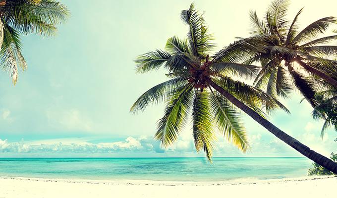 palm trees on beach