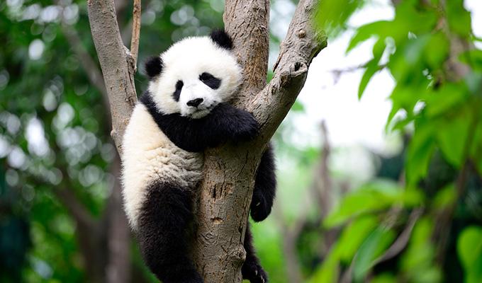 Panda at Toronto Zoo