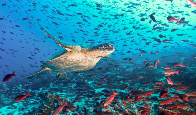 Turtle swimming