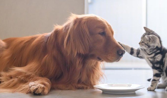 Cat petting a dog on the nose