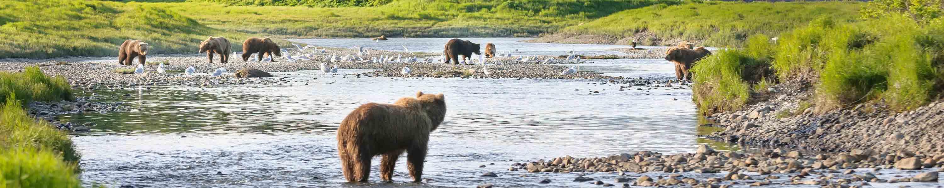 Bears in the Alaskan wilderness