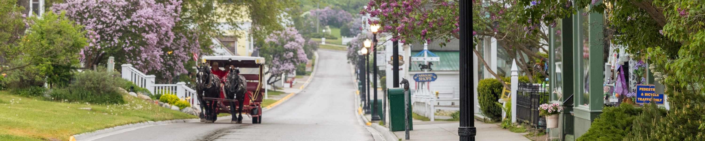 A horse drawn carriage on a quiet road at sunrise on Mackinac Island during lilac festival.