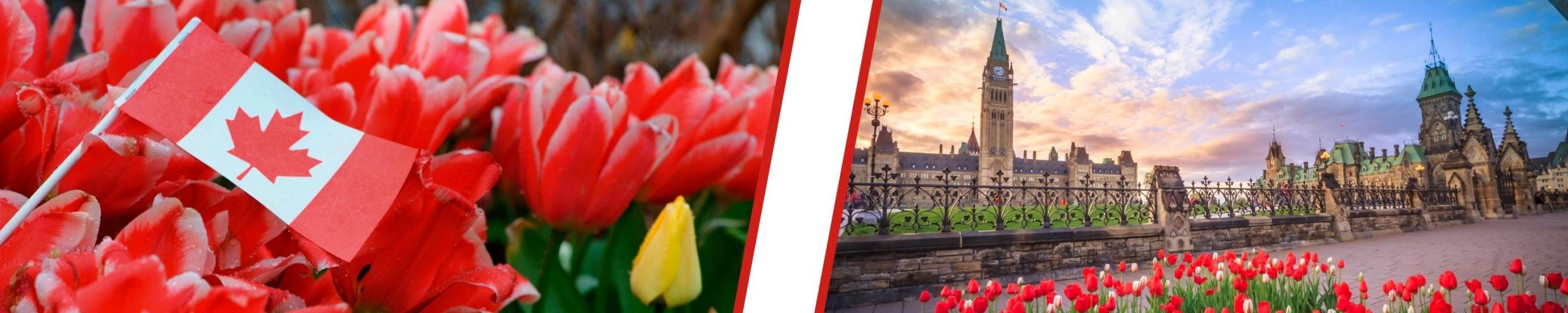 Ottawa Parliament with red tulips 