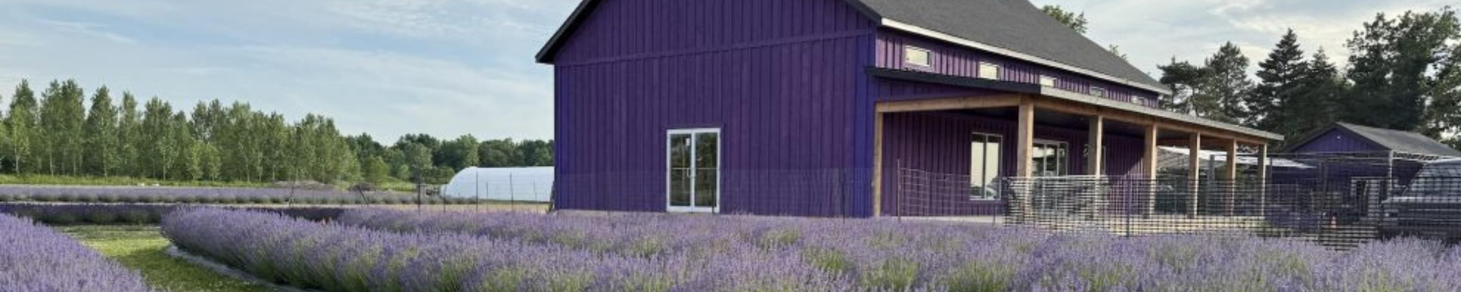 image of purple barnyard on lavender field