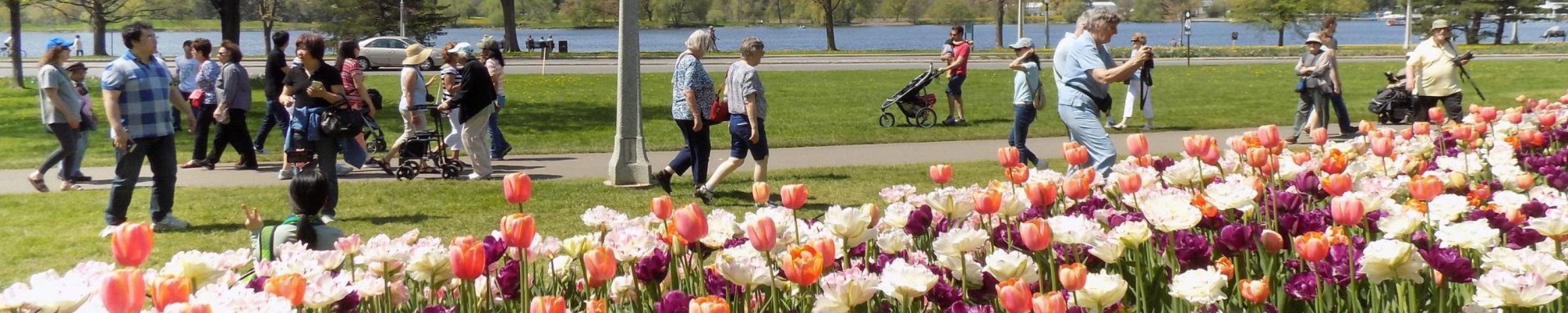 Tulip Time in Ottawa