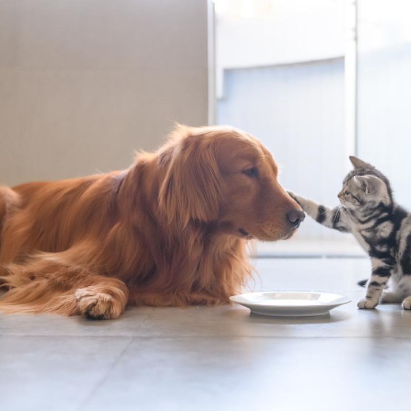 Pet Insurance