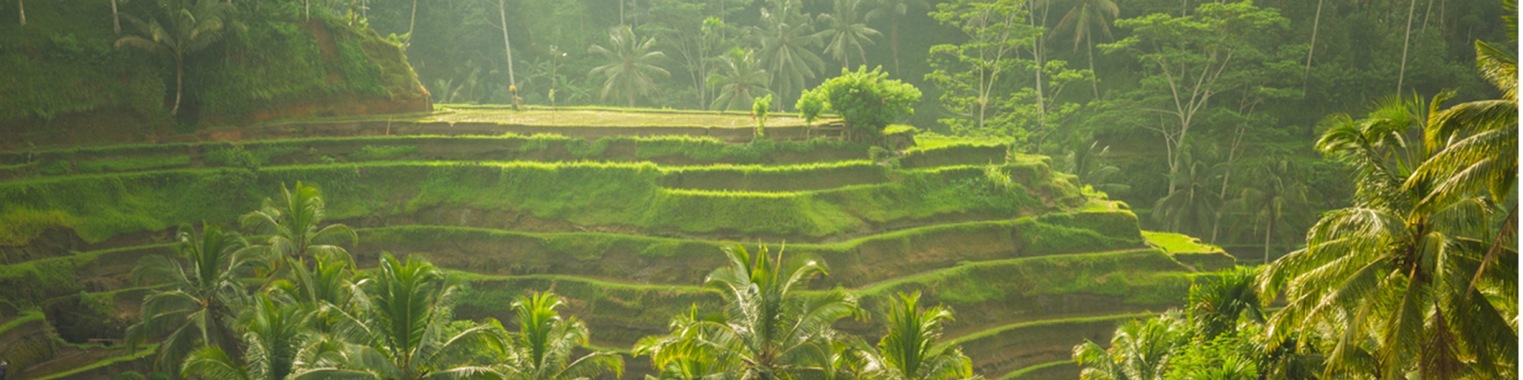 Beautiful rice terraces in the moring light near Tegallalang village, Ubud, Bali, Indonesia.