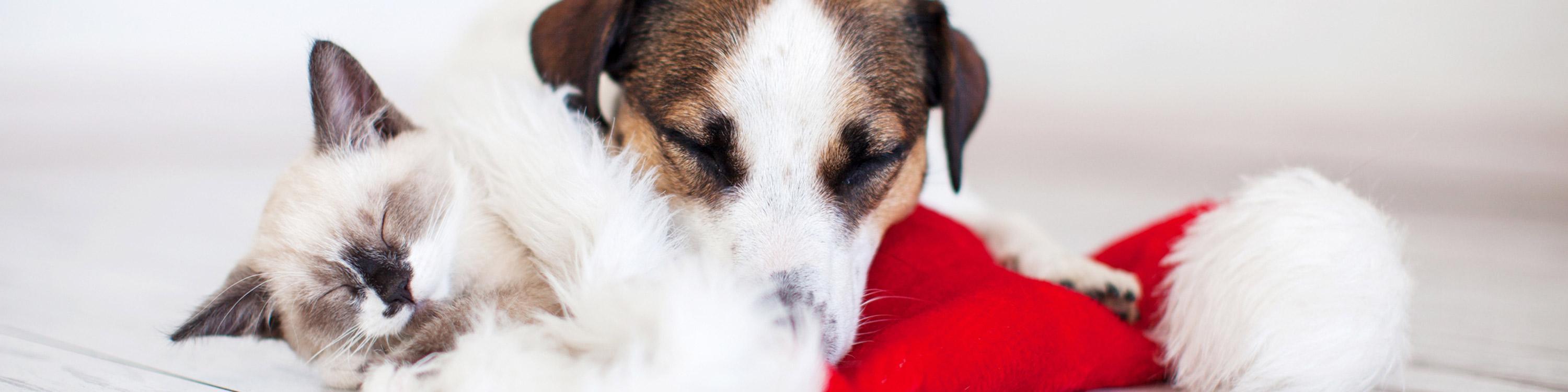 Cat and dog laying on a Christmas hat