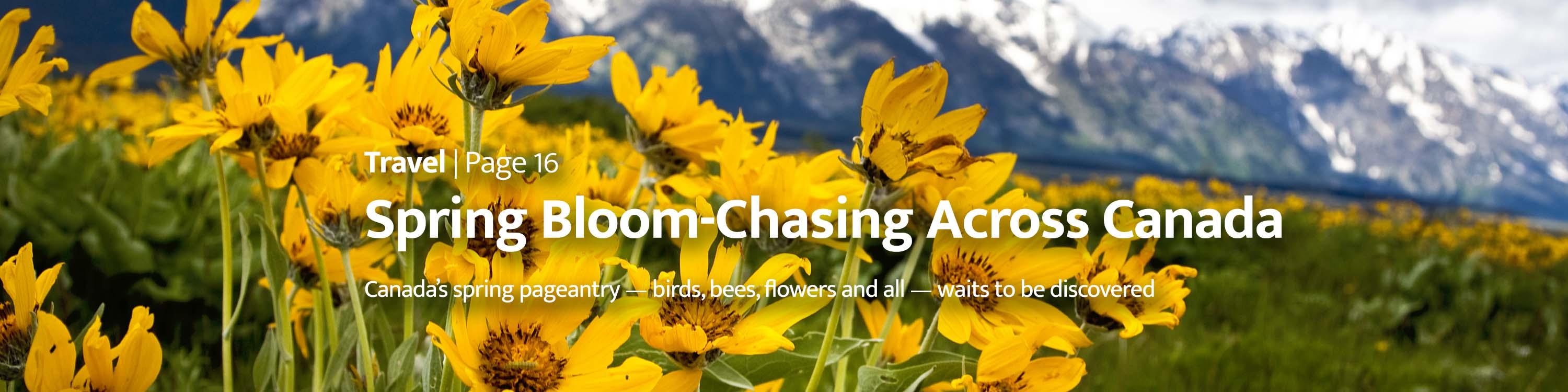 Canada's Spring Bloom-Chasing