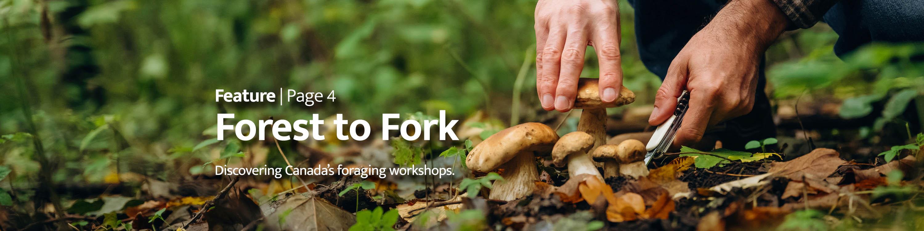 Feature - Forest to Fork